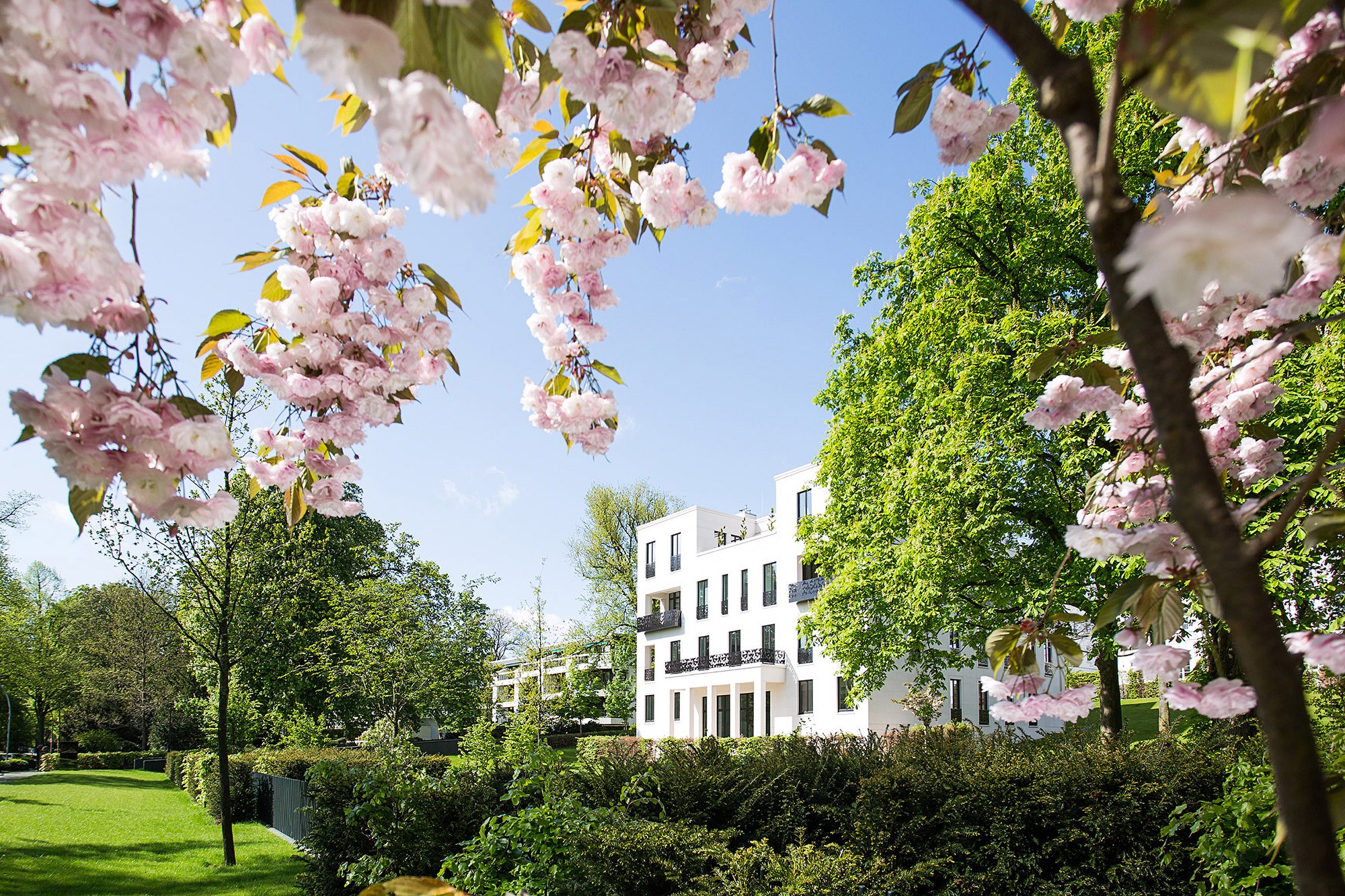 White Alster villa behind flowering cherry branches and hedges on a sunny spring day