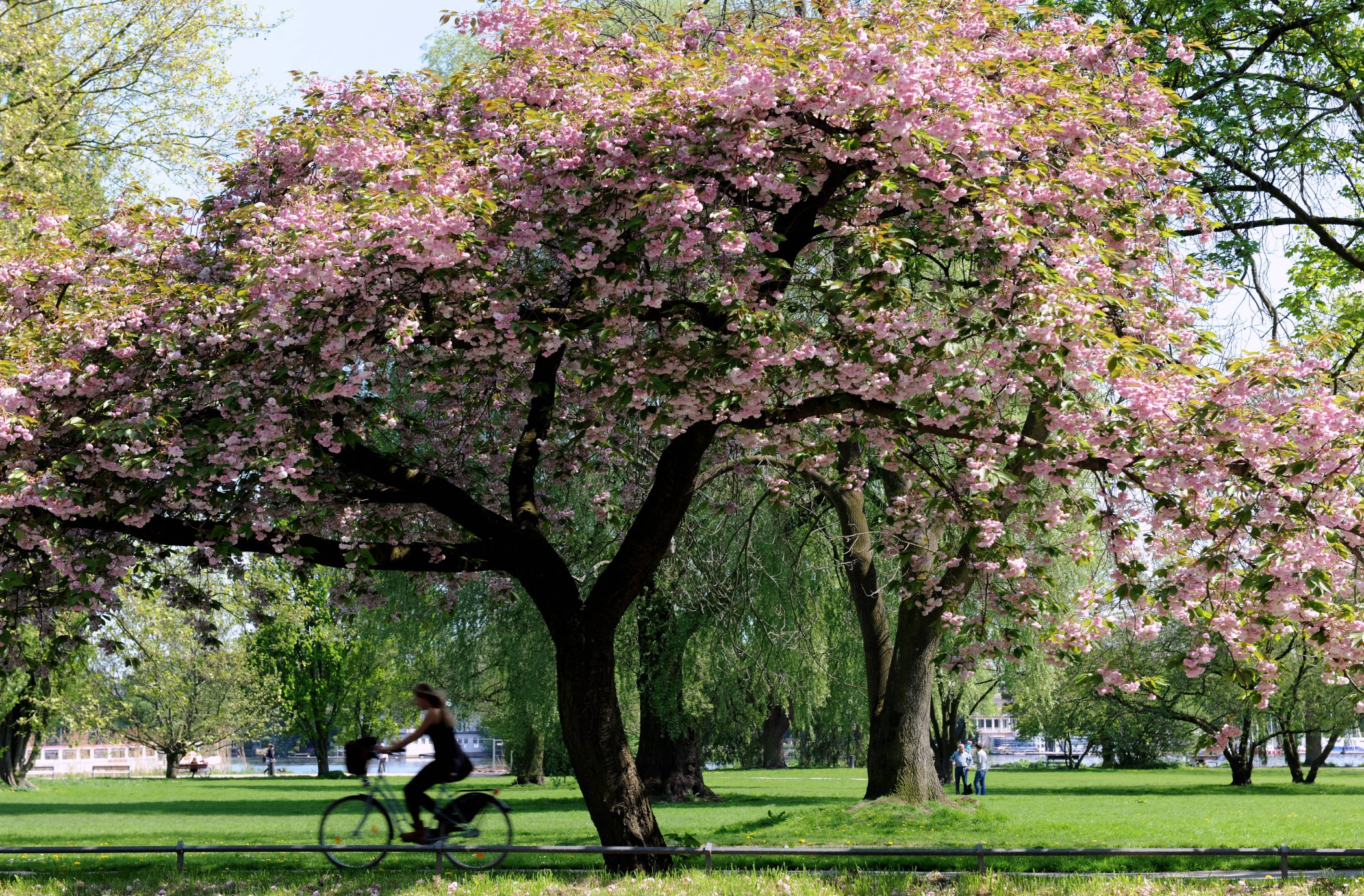 Blühender Kirschbaum im Alsterpark, unter dem eine Person mit dem Fahrrad über die Wiese fährt