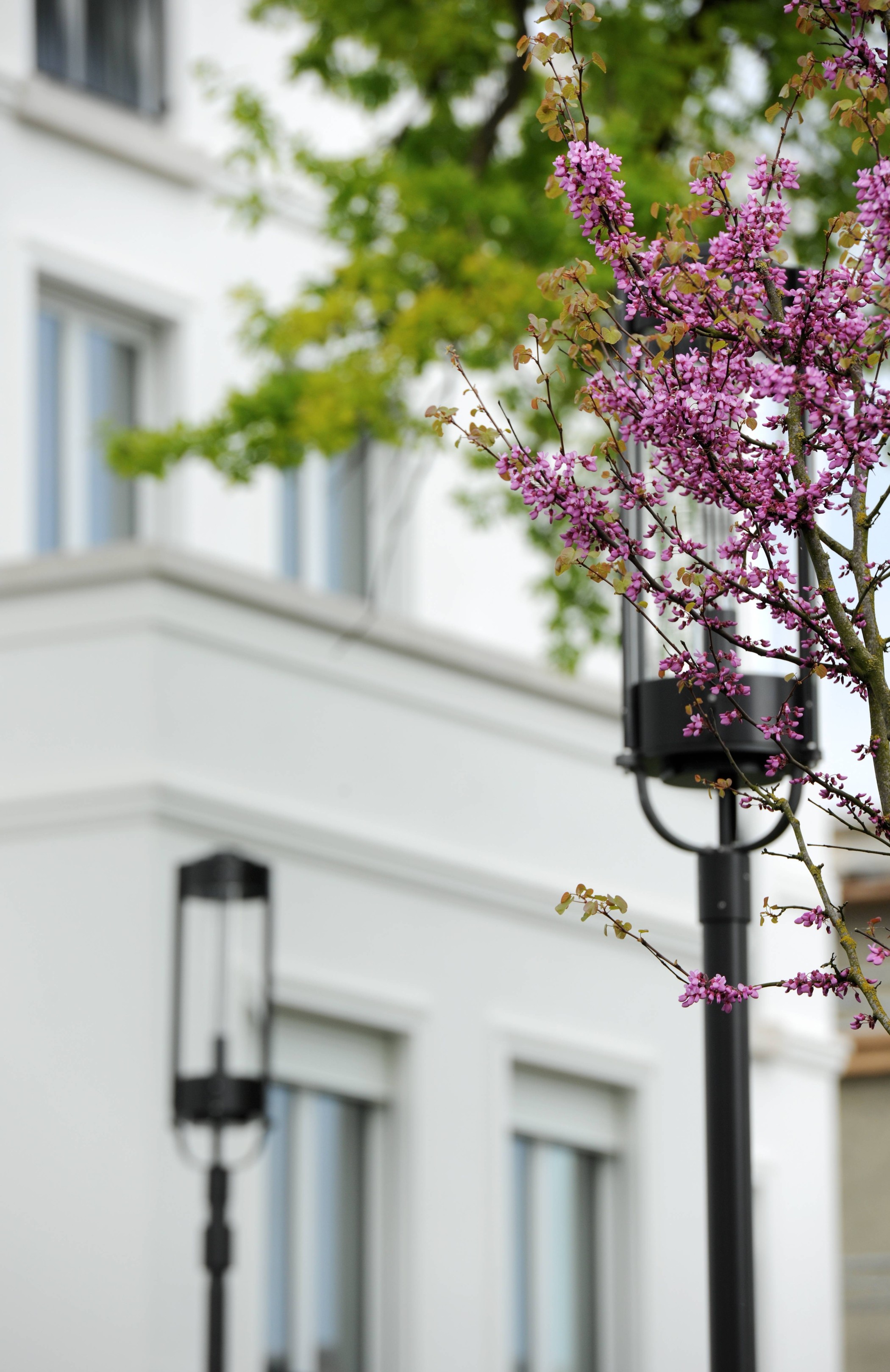Weiße Fassade der Alstervillen mit schwarzen Laternen und einem violett blühenden Baum im Vordergrund