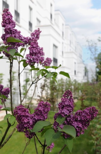 Außenansicht der Townhouses in Hamburg Harvestehude mit klassischer Architektur, alten Baumbeständen und gepflegter Gartenanlage