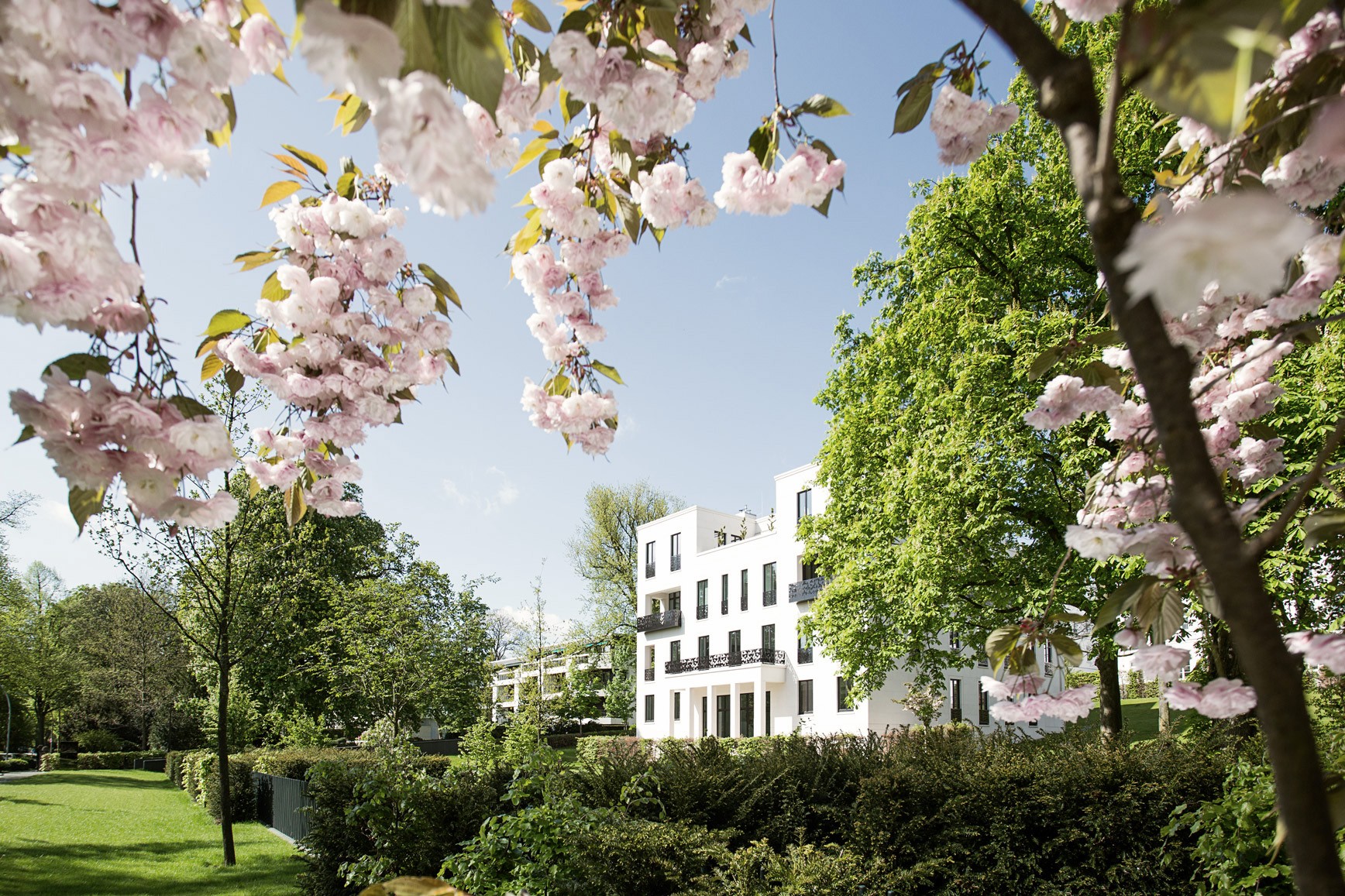 White Alster villas behind cherry blossom branches, hedges and lawn in spring